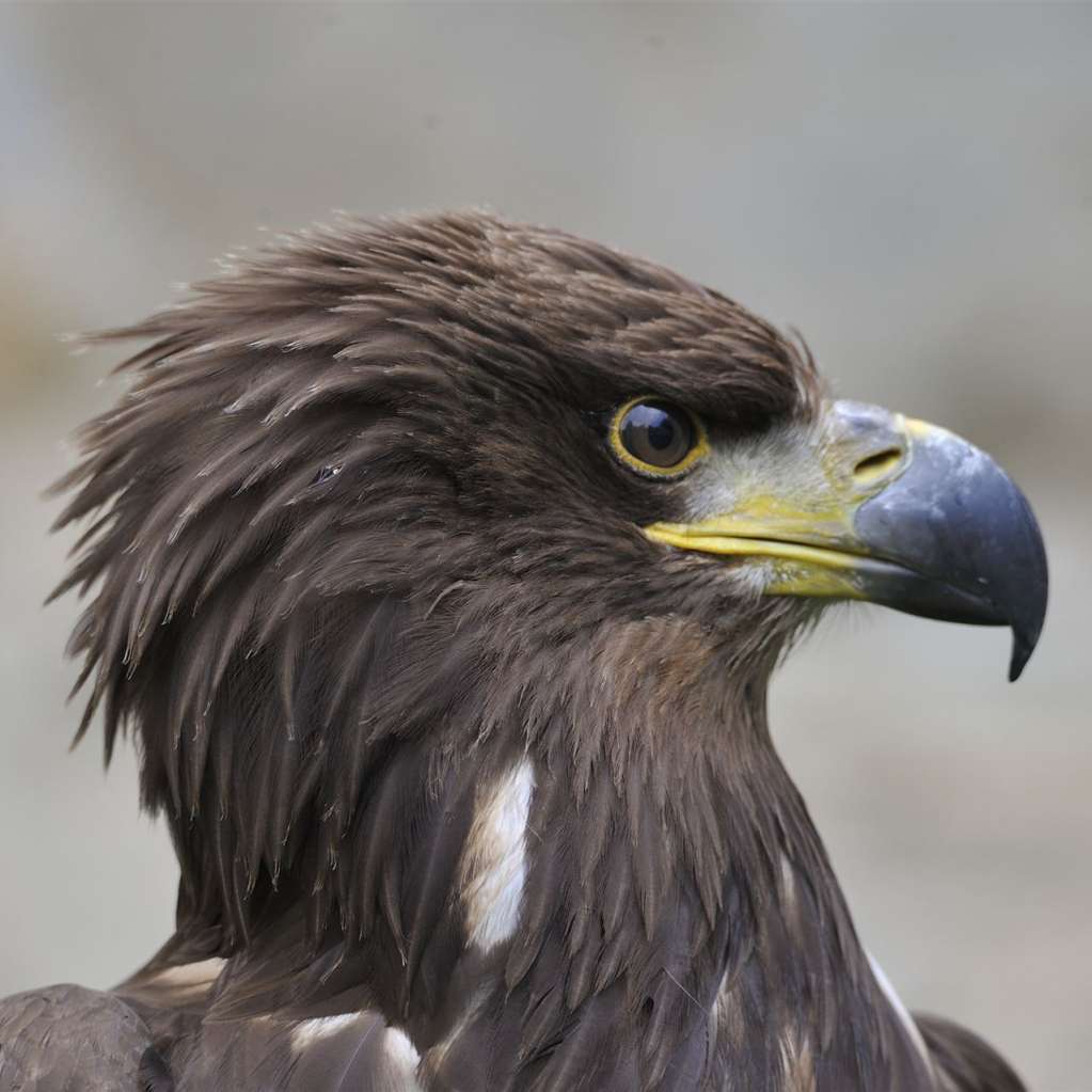 Falknerei Burg Greifenstein